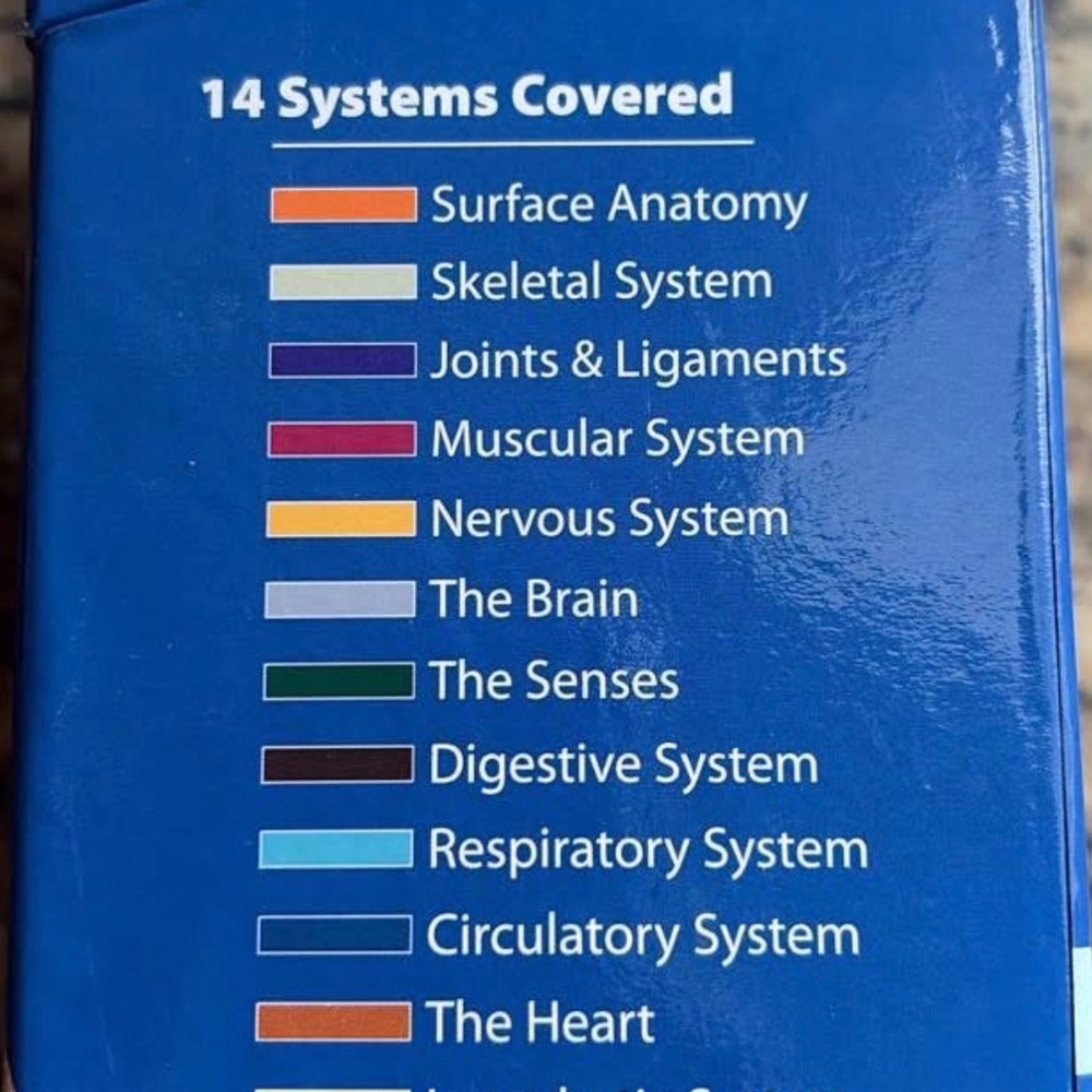 Anatomy Flash Cards - Picture 2 of 4